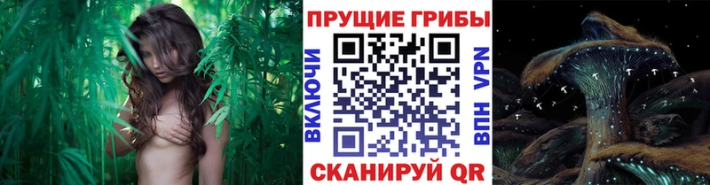 Псилоцибиновые грибы MAGIC MUSHROOMS  Купить  Великий Новгород 